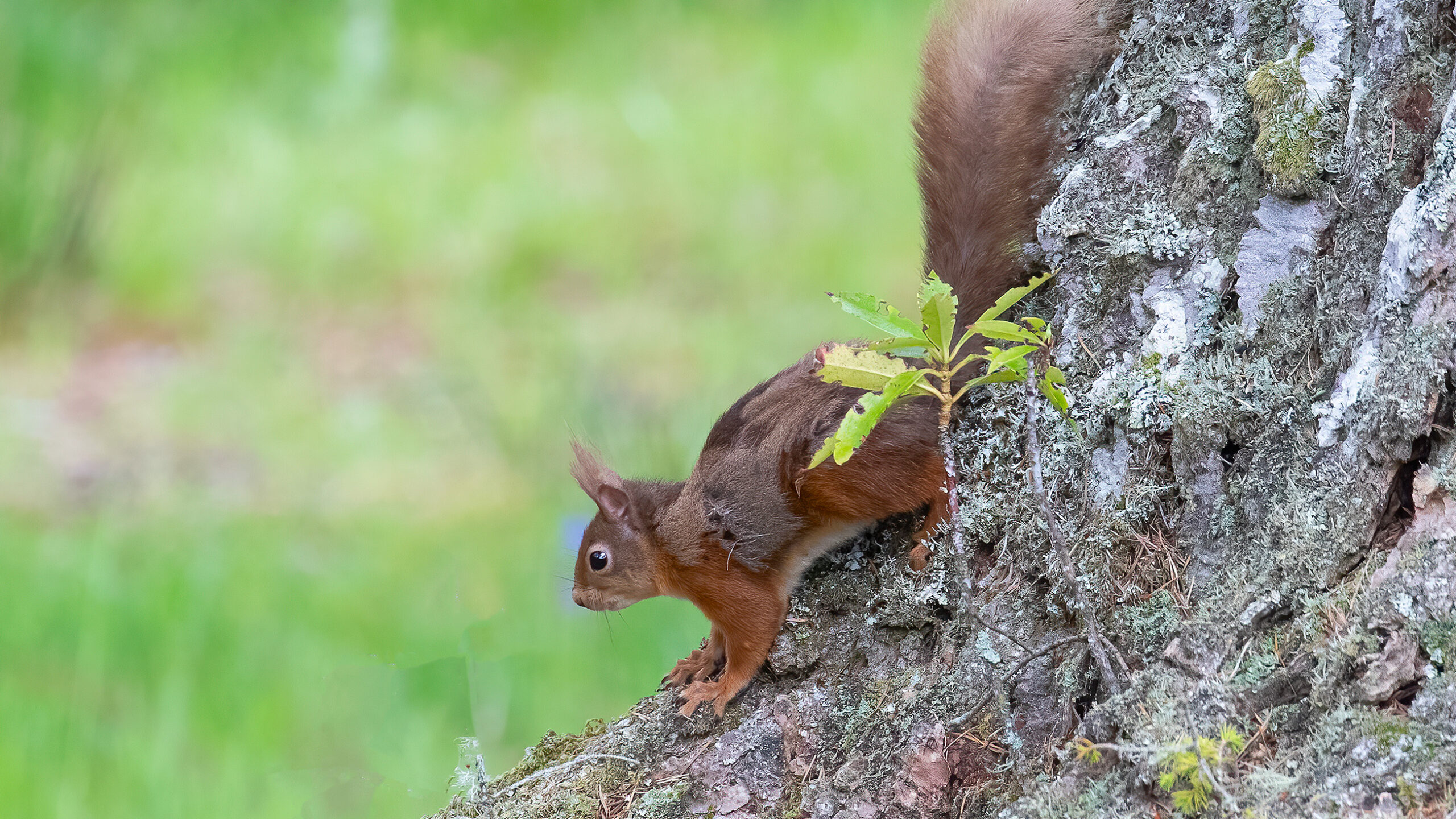 red squirrel climbing down tree