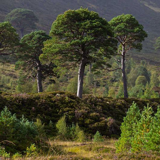 Trees and Shrubs