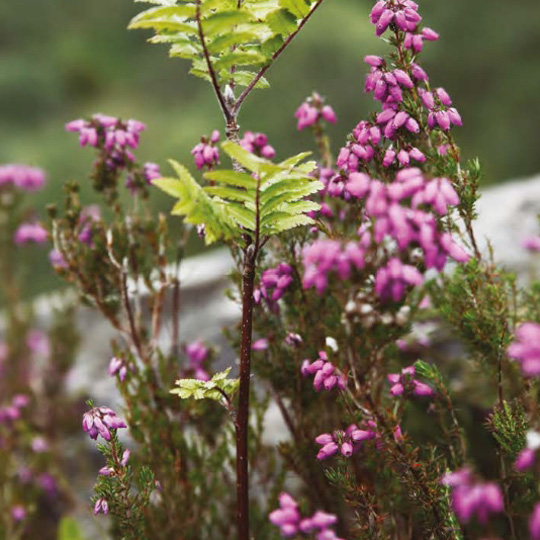 Wildflowers